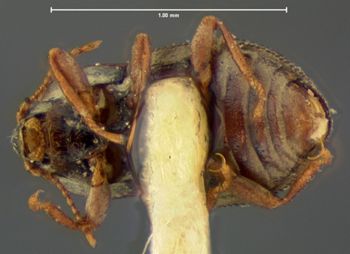 Media type: image;   Entomology 2281 Aspect: habitus ventral view